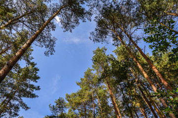 Looking up to Forest - Green Tree branches
