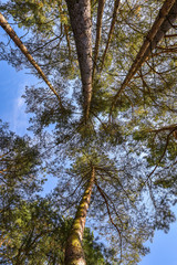 Obraz premium Looking up to Forest - Green Tree branches