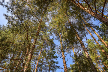 Fototapeta premium Looking up to Forest - Green Tree branches