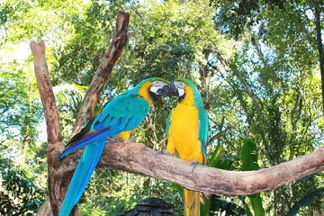 Two yellow-green parakeets rubbing their beaks
