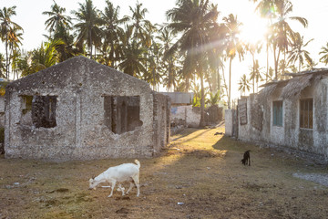 Domestic goats grazing on a courtyard between traditional african stone houses surrounded by palm trees in Jambiani village in Zanzibar, Tanzania at sunset