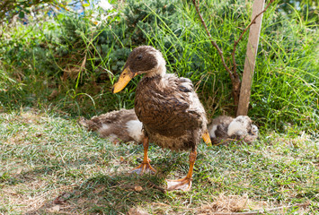 Anatra corritrice indiana