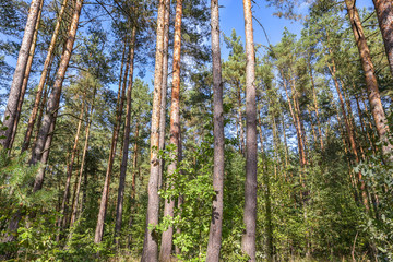 Fototapeta premium Looking up to Forest - Green Tree branches