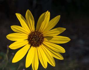 closeup of yellow flower