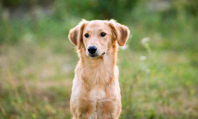 non-pedigree dog on the grass