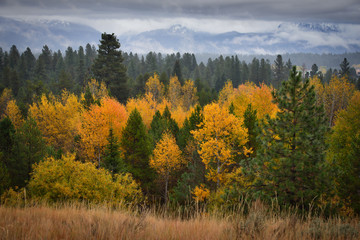 Colorful Aspens in Autumn