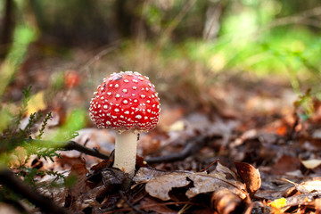 Beautiful red fly agaric mushroom or toadstool between autumn leaves.