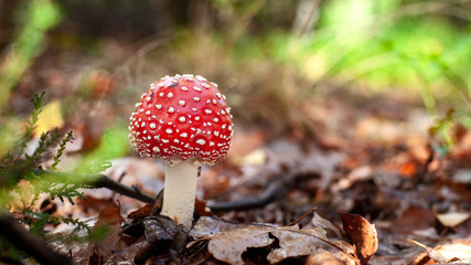 Beautiful red fly agaric mushroom or toadstool between autumn leaves.