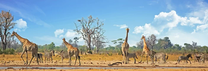 Foto auf Acrylglas Typisches afrikanisches Vista mit Zebras und Giraffen um ein Wasserloch mit einem natürlichen Bushveldhintergrund. Hwange-Nationalpark, Simbabwe. Hitzeschleier ist sichtbar © paula