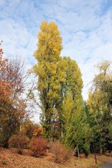 Fototapeta premium Autumn trees in the park. Autumn season. Beautiful autumn colors.