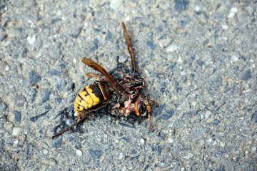 Dead wasp on the ground 