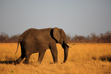 Obraz premium A solitary African Elephant walking across the vast dry open plains of Hwange National Park, Zimbabwe