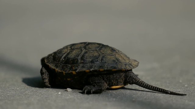 Baby turtle on city asphalt. tail towards the camera
