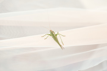 Green dragonfly sits on the white cloth
