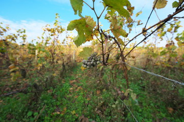 Fototapeta na wymiar Vosne-Romanee,France-October 15, 2018: Vineyard in Vosne-Romanee, Cote de Nuits, Bourgogne, France, in Autumn