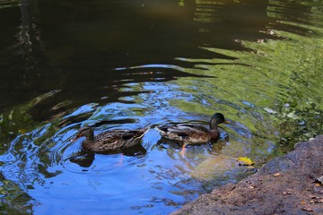 canards barbottant dans leur mare
