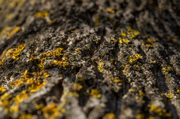 old wood tree bark texture with green moss