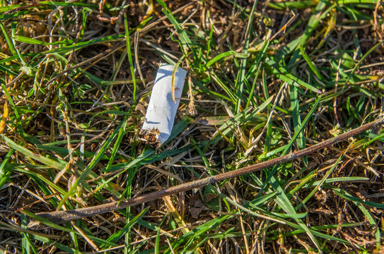 Discarded cigarette butt in the grass. The cigarette butt on the ground. Environment protection. Pollution of nature.