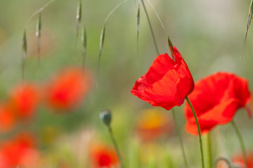 Fototapeta premium Red poppy in front of blurred meadow