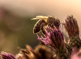 Biene auf Distelblüter