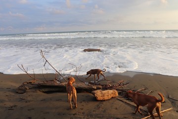 beach in costa rica with dogs