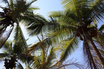Fototapeta na wymiar palm tree and coconuts on background of blue sky