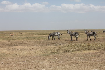 Fototapeta na wymiar Zebras in the countryside