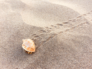 Fototapeta na wymiar hermit crab on beach - crab inside shell 