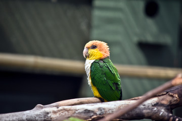 white bellied caique