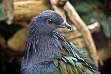 nicobar pigeon