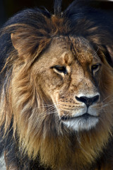 Obraz na płótnie Canvas lion