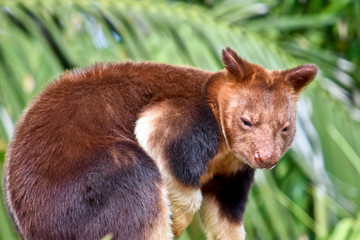 tree kangaroo