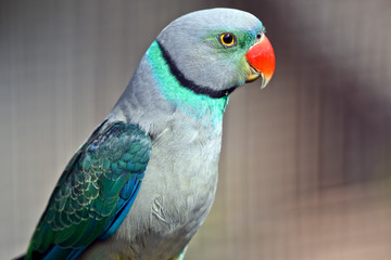 malabar parakeet
