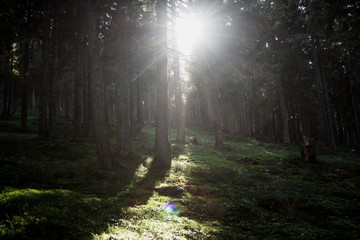 Fototapeta premium Autumn mountains. Sunshine, nature.
