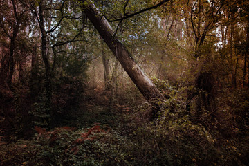 Arbol torcido en el bosque en otoño