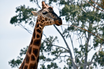 giraffe