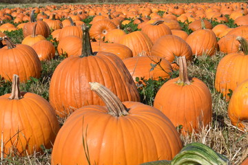 bunch of pumpkins