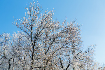 Naklejka premium Trees in the frost in the city Park. Winter in town.