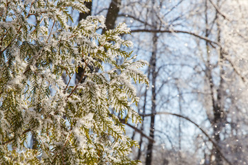 Trees in the frost in the city Park. Winter in town.