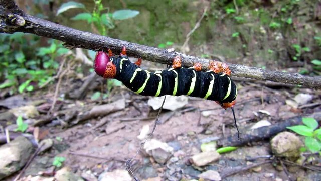 caterpillar
