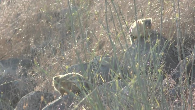 The rock hyrax, dassy, rock badger, rock rabbit, or Cape hyrax enjoy the sunset in Northern Israel.
