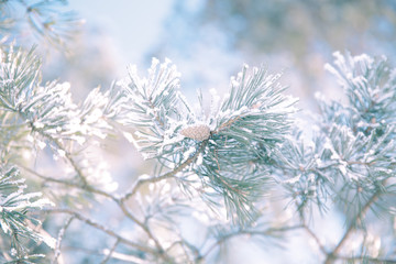 Pine branch in frost. Winter Christmas forest.