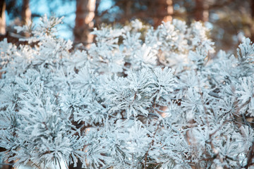 Pine branch in frost. Winter Christmas forest.