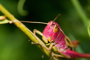 pink grasshopper macro close up
