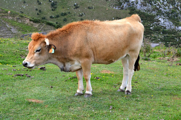 Portrait of a brown cow in a pasture at Covadonga Lakes in Picos de Europa, Asturias - Spain