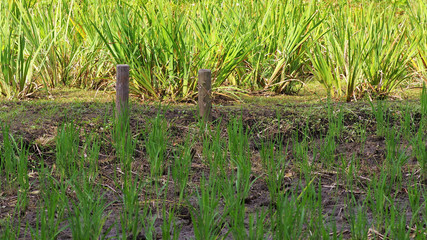 小石川後楽園の小さな水田と畑