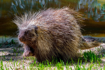 Tree Porcupine Walking