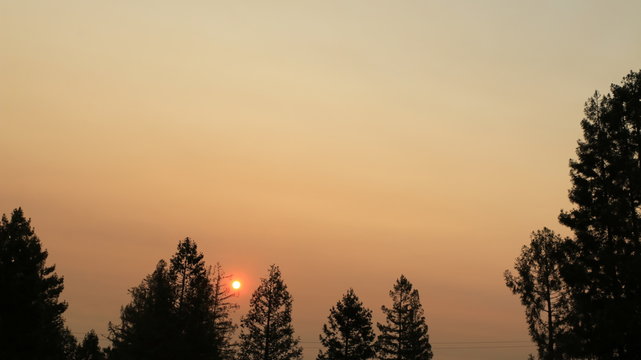 Sun behind trees 1721