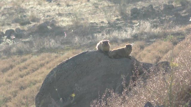 The rock hyrax, dassy, rock badger, rock rabbit, or Cape hyrax enjoy the sunset in Northern Israel.