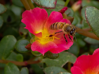 Honeybee sitting on red Moss Rose, Portulaca grandiflora, close-up